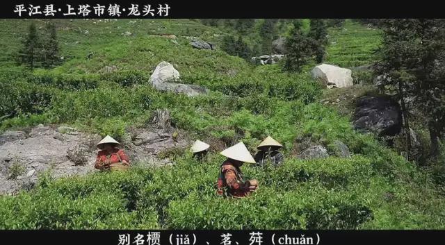 ”！多名大V博主争相打卡凯发一触即发岳阳“上大分(图7)